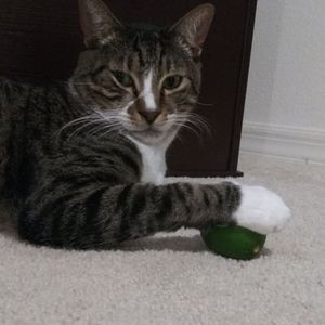 Meet your Posher, Savonna